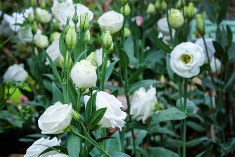 鈴鐺花花語|桔梗花語總解析：比玫瑰更浪漫？不同顏色的桔梗花語。